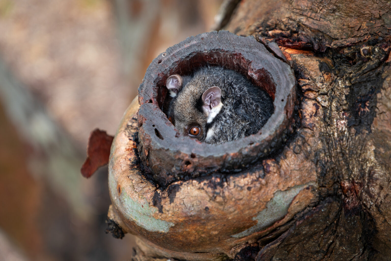 End-to-End Tree Management? What Does it Mean? – Project Green Group